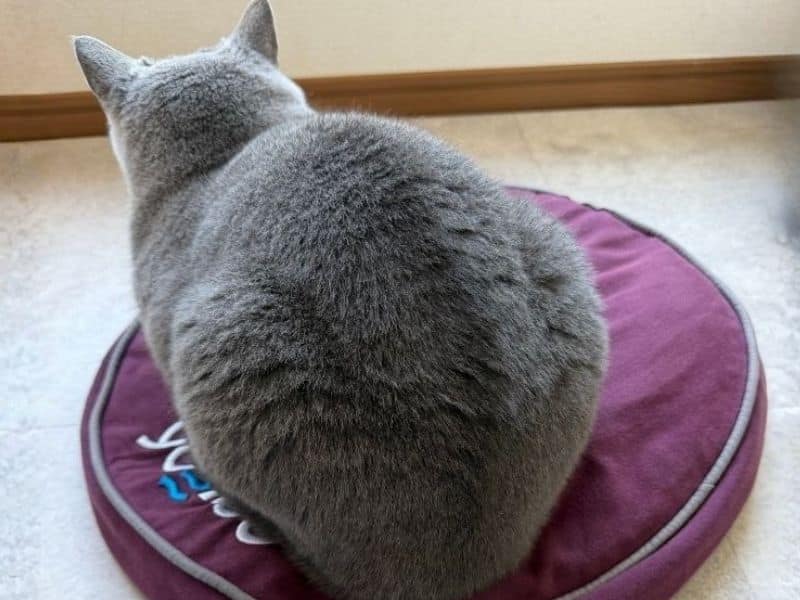 ヨギボーの丸型クッションで丸まるムン