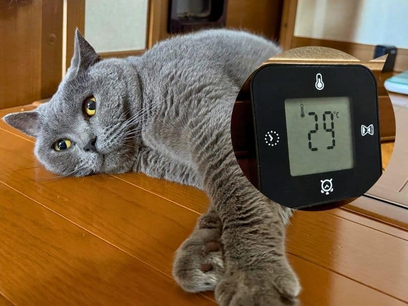 猫扉の前で涼むムンと温度計（29度）