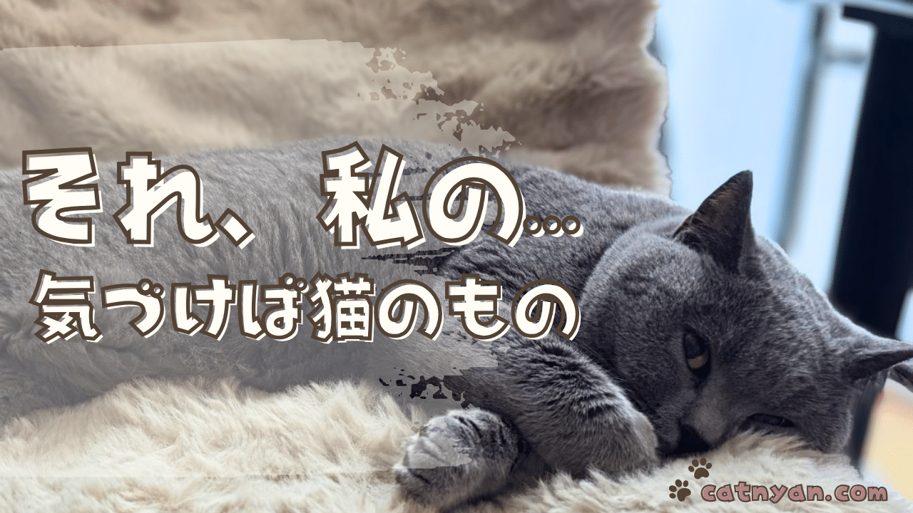 ふわふわの毛布でくつろぐムン（ブリティッシュショートヘア）