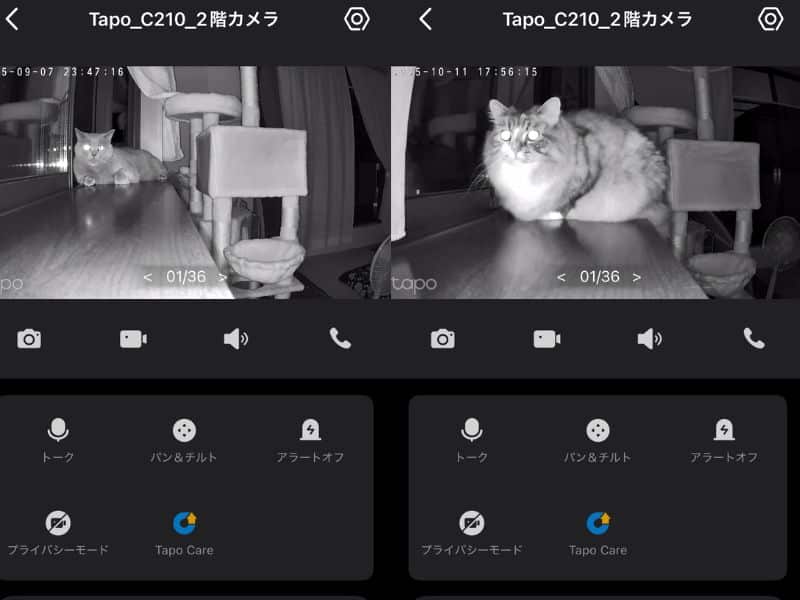 見守りカメラアプリに映る、夜のムンとメル