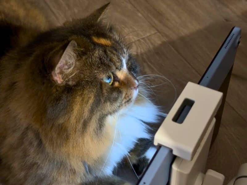 タブレットを見つめるメル