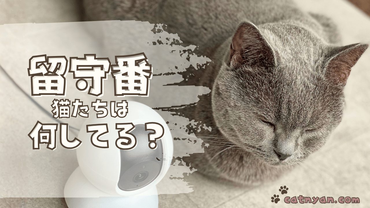 見守りカメラの前でくつろぐムン