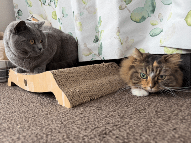 ムンとメルがくつろぐ様子