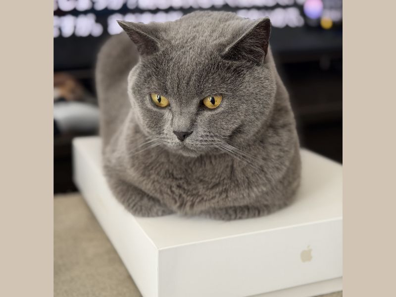 MacBookの箱の上で悠々と寛ぐムン