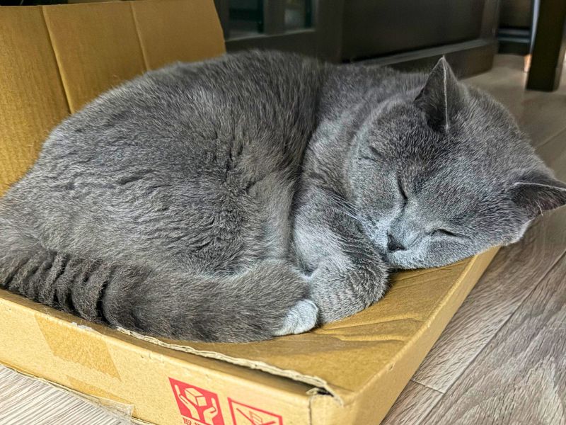 お気に入りの浅めのダンボールでぐっすりと眠るムン