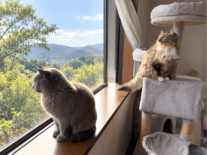 ムンとメルがキャットタワーと出窓から外を見ている様子