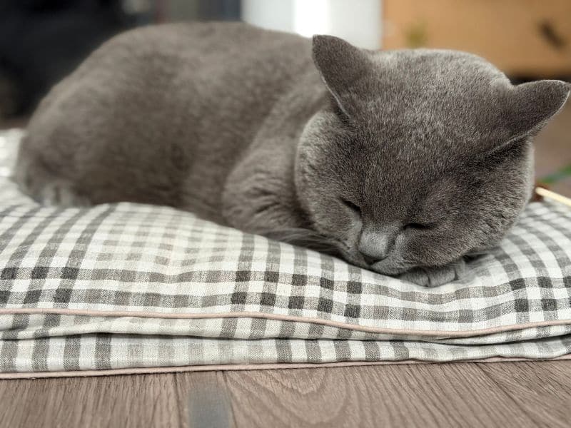 ムンが人の布団のそばの座布団で寝ている様子