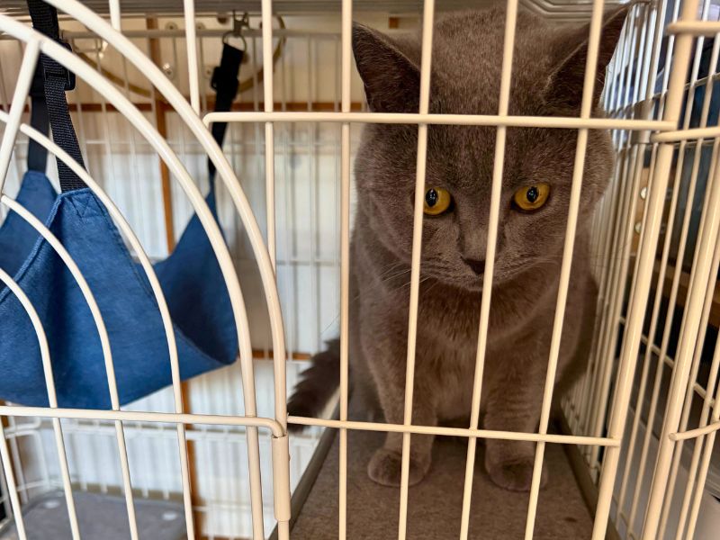 メルがケージでくつろいでいたのに横取りして「何か？」な顔のムン
