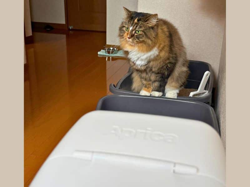 メルがトイレをしている様子