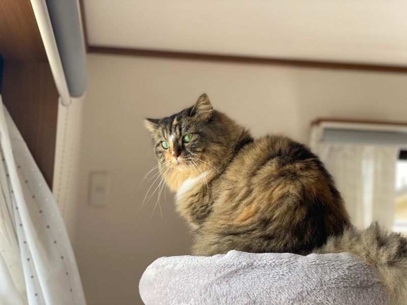 メルがムンに追いかけられてキャットタワーの一番上に避難している様子