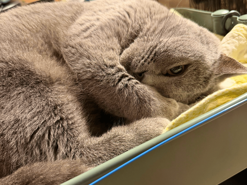 目を開けたまま寝ているムンの写真